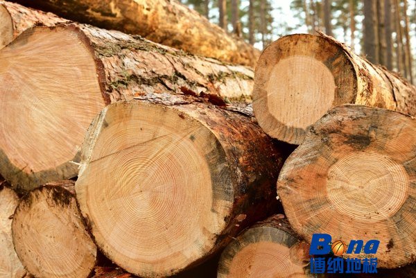 25厚运动木地板选购